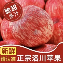 【百人下单】洛川红富士/陕西苹果/对接工厂果汁厂食品加工