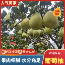 湖南安江冰糖柚大量有货，全国发货一手货源视频看货