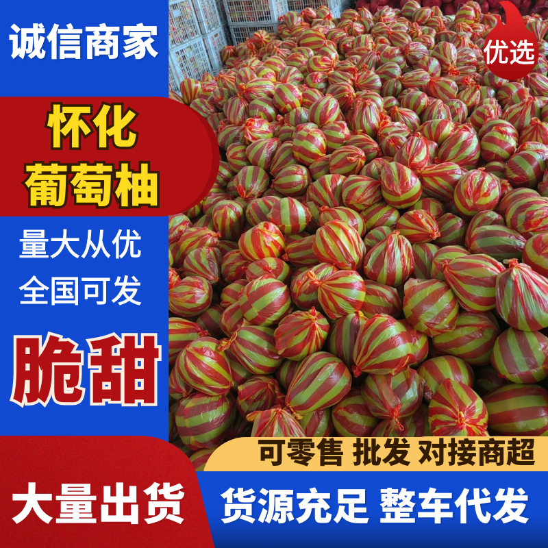 湖南冰糖柚子大量上市中，一手货源视频看货欢迎致电