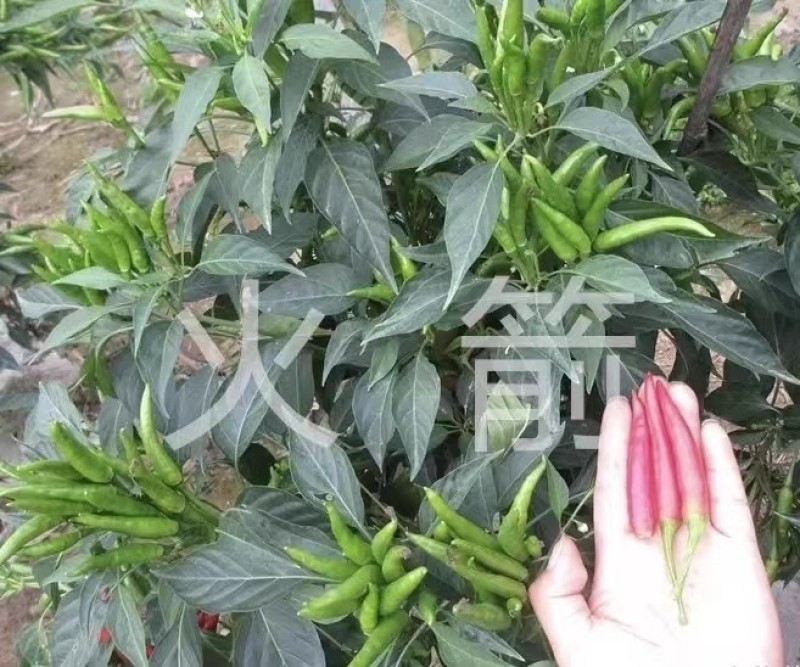 蜀辣火箭早中熟朝天椒种子簇生辣味中等高产小尖椒种籽椒果大