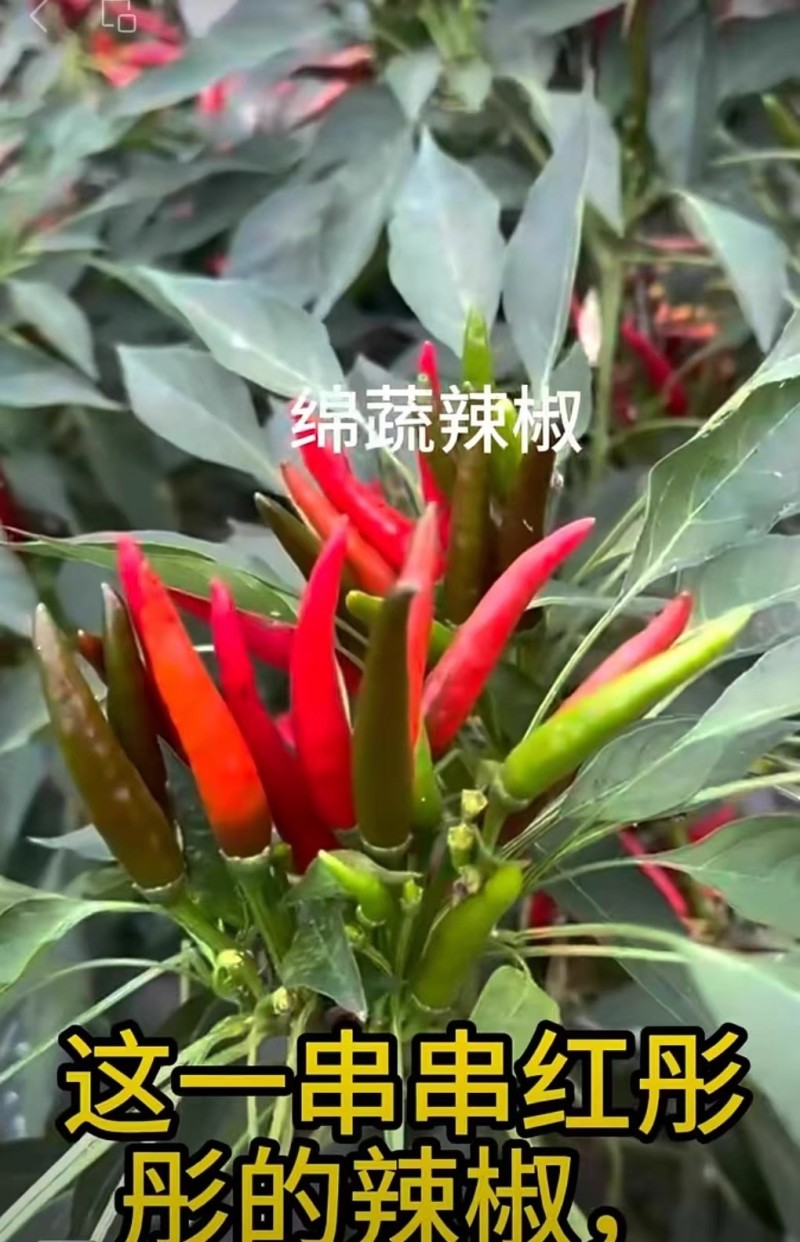 蜀辣火箭早中熟朝天椒种子簇生辣味中等高产小尖椒种籽椒果大