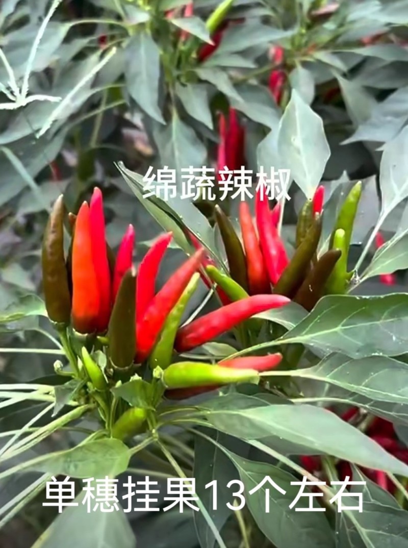 蜀辣火箭早中熟朝天椒种子簇生辣味中等高产小尖椒种籽椒果大