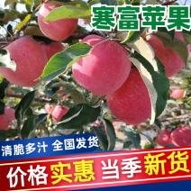 寒富苹果套袋果质量保证交通便利欢迎进店