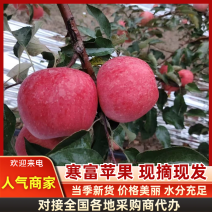 大量供应辽宁沙地寒富红苹果量大从优欢迎来电