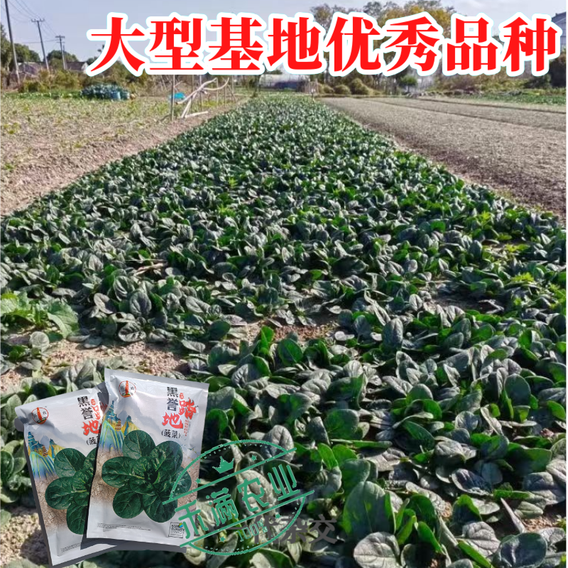 优质趴地菠菜种子耐寒地趴菠菜黑圆叶生长快高产越冬黑誉菠菜