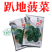 优质趴地菠菜种子耐寒地趴菠菜黑圆叶生长快高产越冬黑誉菠菜
