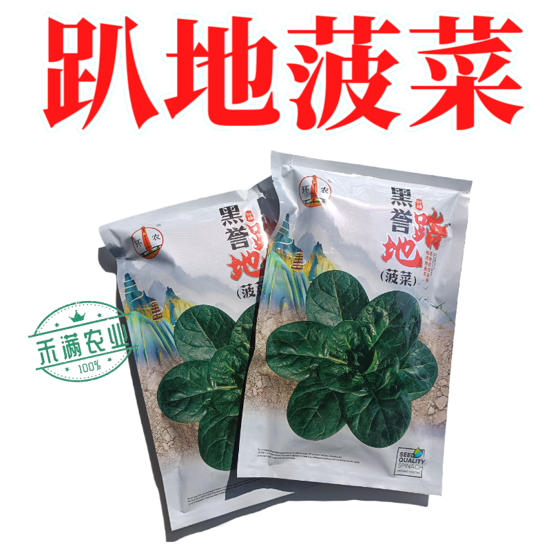 优质趴地菠菜种子耐寒地趴菠菜黑圆叶生长快高产越冬黑誉菠菜