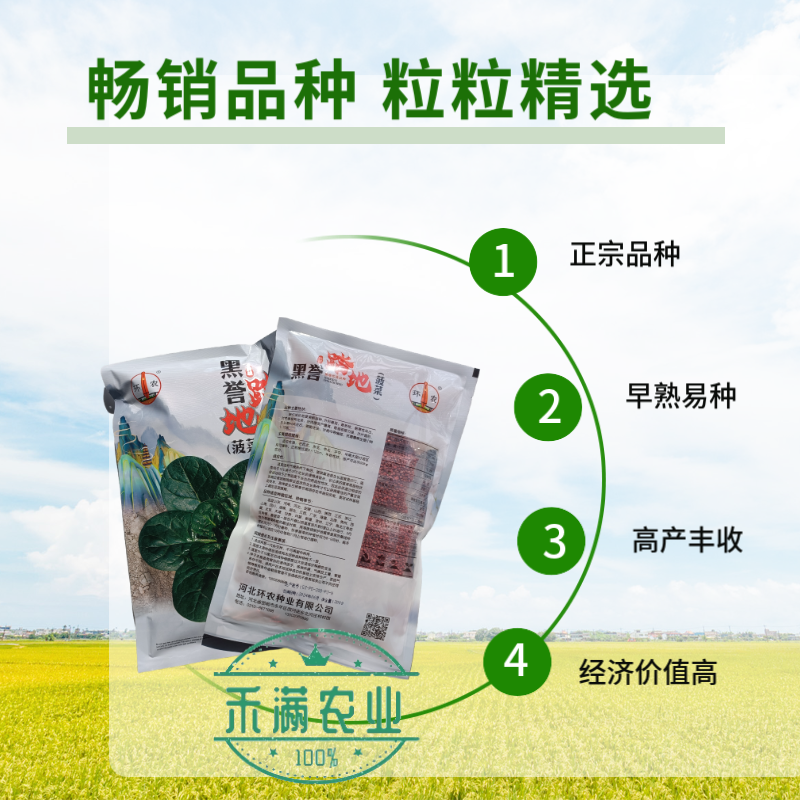 优质趴地菠菜种子耐寒地趴菠菜黑圆叶生长快高产越冬黑誉菠菜