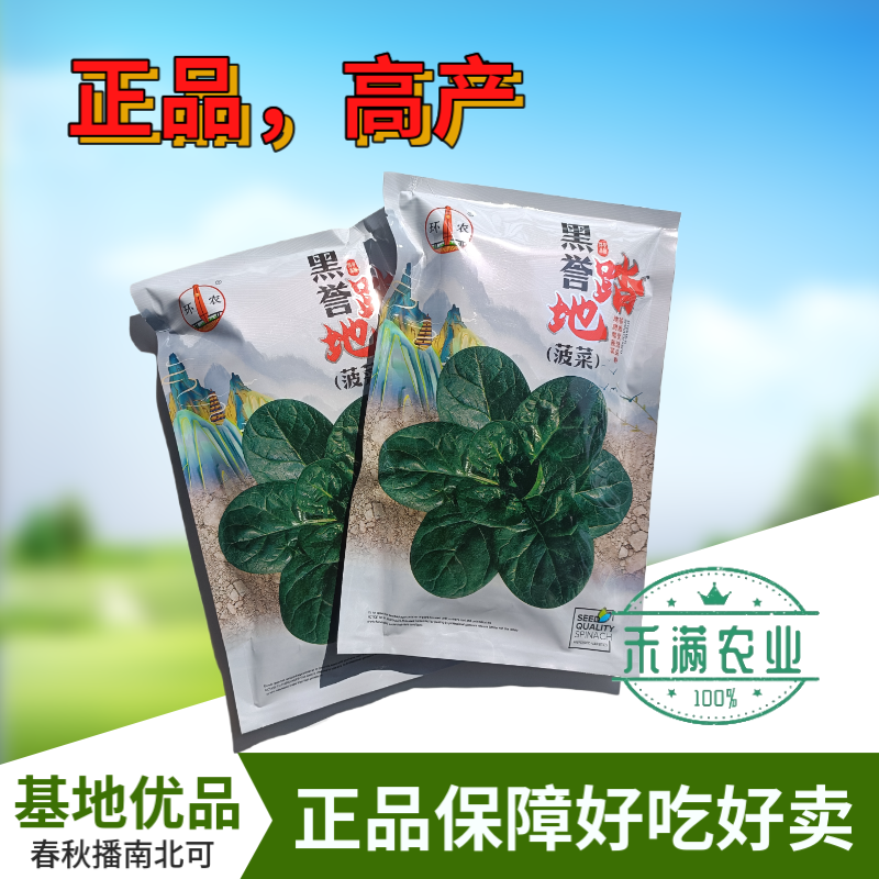 优质趴地菠菜种子耐寒地趴菠菜黑圆叶生长快高产越冬黑誉菠菜