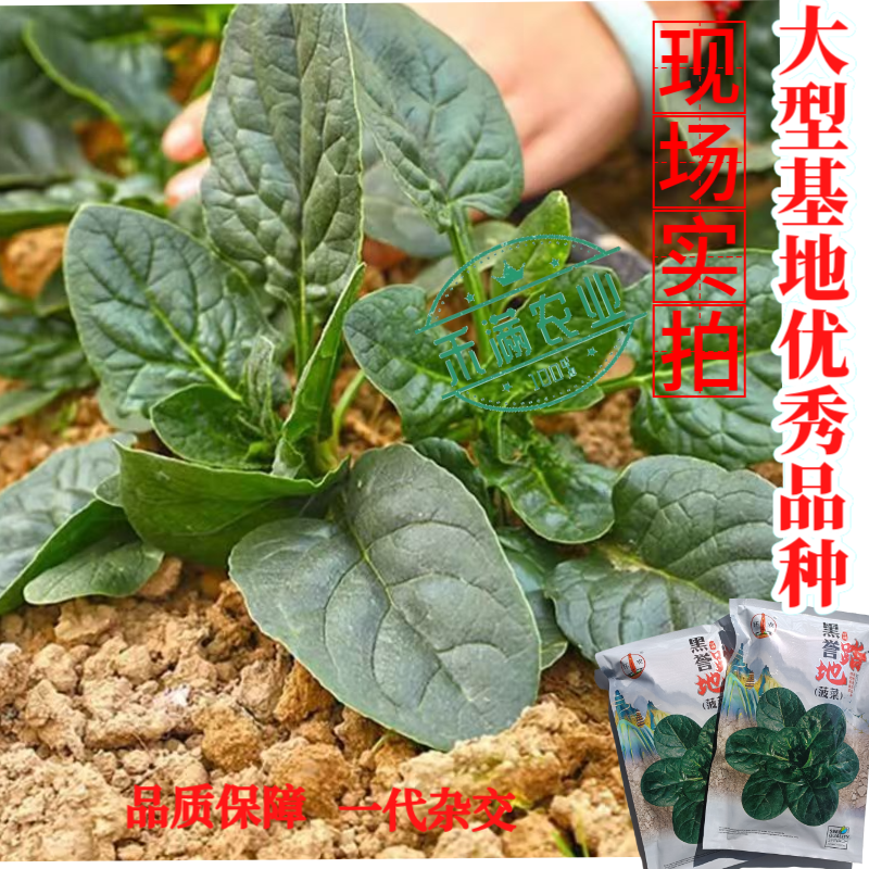优质趴地菠菜种子耐寒地趴菠菜黑圆叶生长快高产越冬黑誉菠菜