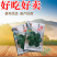 优质趴地菠菜种子耐寒地趴菠菜黑圆叶生长快高产越冬黑誉菠菜