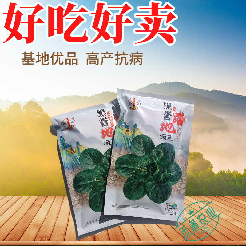 优质趴地菠菜种子耐寒地趴菠菜黑圆叶生长快高产越冬黑誉菠菜