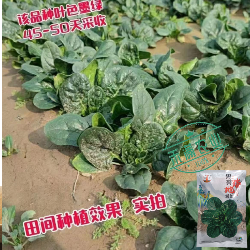 优质趴地菠菜种子耐寒地趴菠菜黑圆叶生长快高产越冬黑誉菠菜