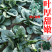 优质趴地菠菜种子耐寒地趴菠菜黑圆叶生长快高产越冬黑誉菠菜