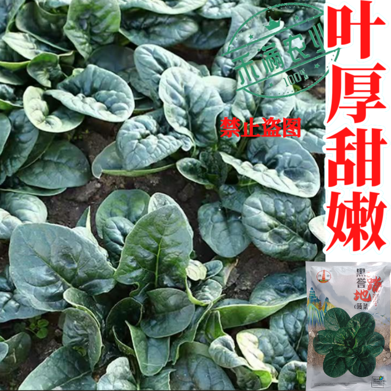 优质趴地菠菜种子耐寒地趴菠菜黑圆叶生长快高产越冬黑誉菠菜