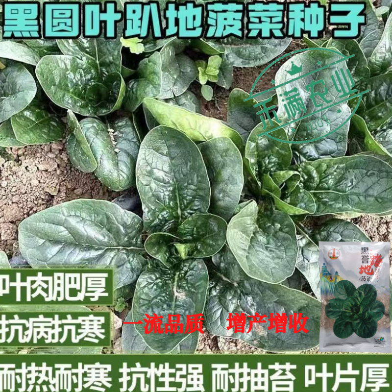 优质趴地菠菜种子耐寒地趴菠菜黑圆叶生长快高产越冬黑誉菠菜