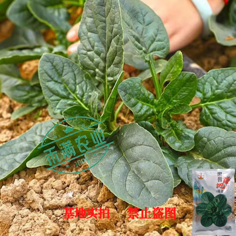 优质趴地菠菜种子耐寒地趴菠菜黑圆叶生长快高产越冬黑誉菠菜