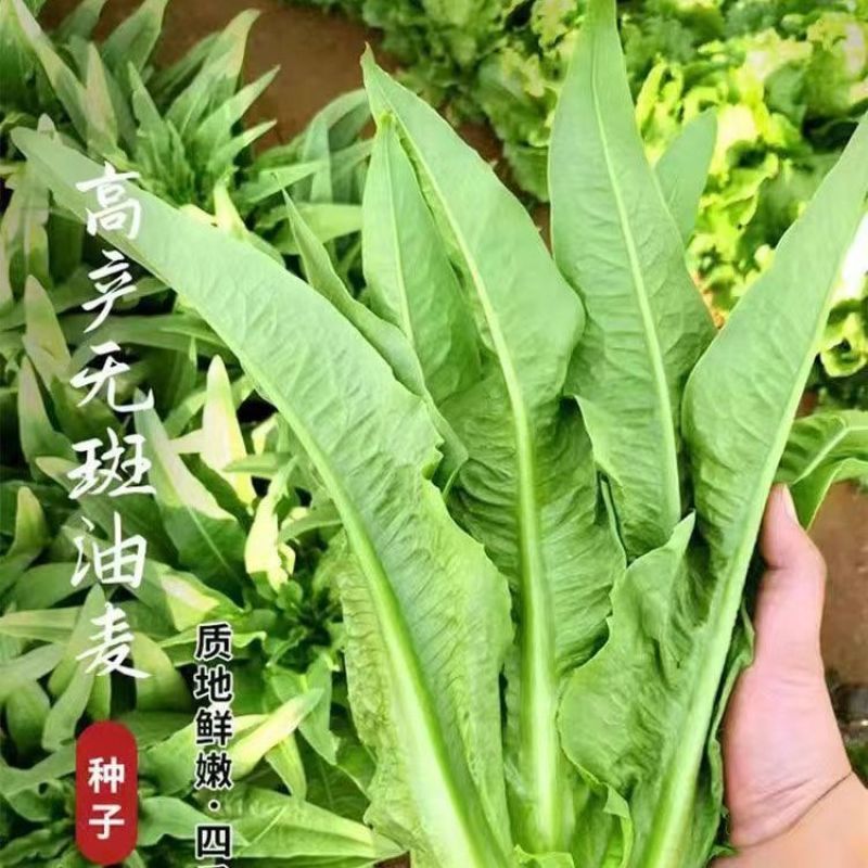 优选脆香油麦菜种子阳台盆栽庭院四季蔬菜种籽农家小院播