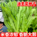 优选脆香油麦菜种子阳台盆栽庭院四季蔬菜种籽农家小院播