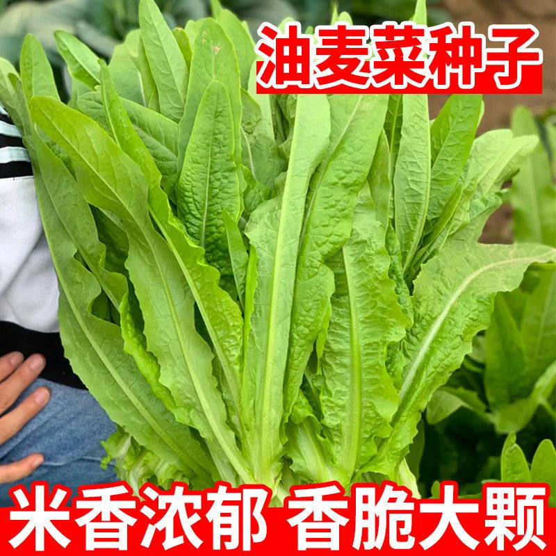 优选脆香油麦菜种子阳台盆栽庭院四季蔬菜种籽农家小院播