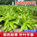 优选脆香油麦菜种子阳台盆栽庭院四季蔬菜种籽农家小院播