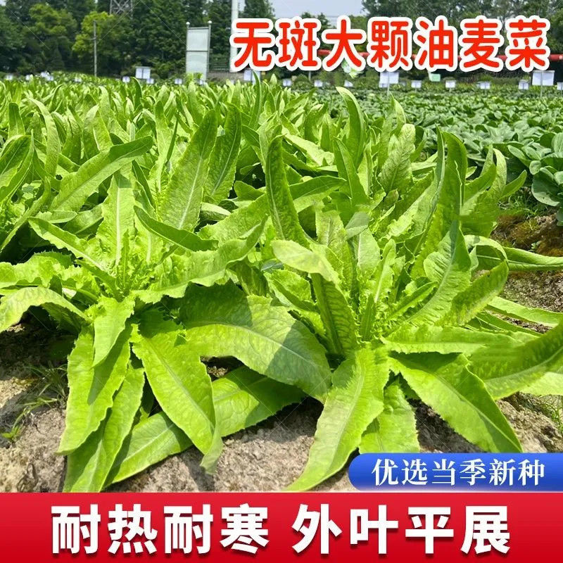 优选脆香油麦菜种子阳台盆栽庭院四季蔬菜种籽农家小院播