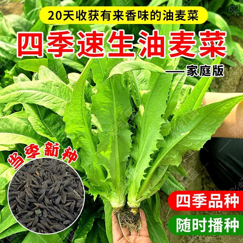 优选脆香油麦菜种子阳台盆栽庭院四季蔬菜种籽农家小院播