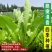 优选脆香油麦菜种子阳台盆栽庭院四季蔬菜种籽农家小院播