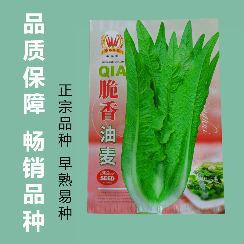 优选脆香油麦菜种子阳台盆栽庭院四季蔬菜种籽农家小院播