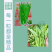 优选脆香油麦菜种子阳台盆栽庭院四季蔬菜种籽农家小院播