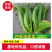 优选脆香油麦菜种子阳台盆栽庭院四季蔬菜种籽农家小院播