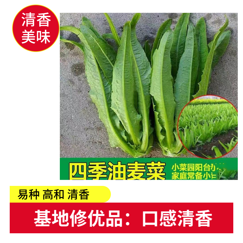 优选脆香油麦菜种子阳台盆栽庭院四季蔬菜种籽农家小院播