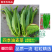 优选脆香油麦菜种子阳台盆栽庭院四季蔬菜种籽农家小院播