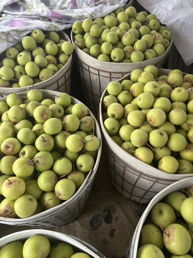 绥中精品细皮细肉花梨盖/量大价优/欢迎咨询