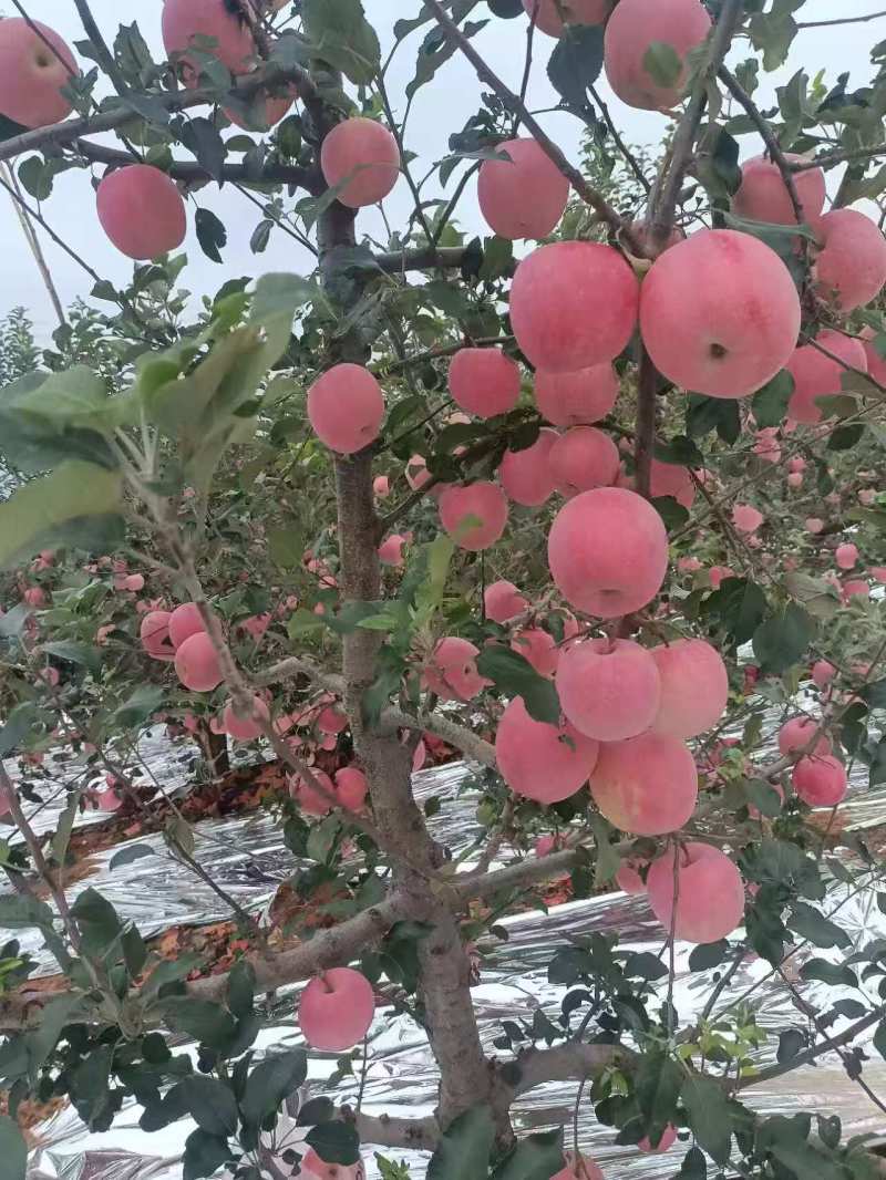 辽宁精品红富士苹果品相好一手货源量大价优，欢迎咨询