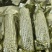 玉米真空糯玉米基地直发量大从优全国发货欢迎咨询