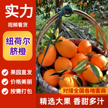 纽荷尔脐橙湖北脐橙果园直供量大从优欢迎来电咨询
