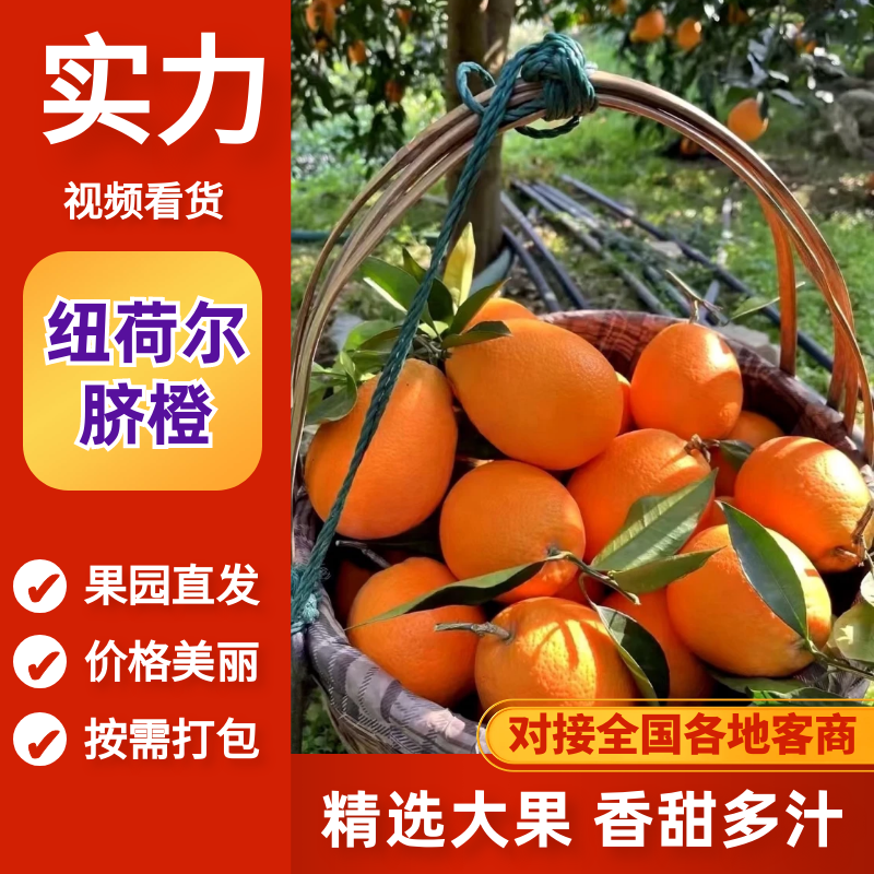 纽荷尔脐橙湖北脐橙果园直供量大从优欢迎来电咨询
