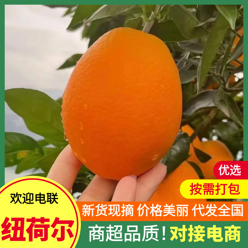 【果园直供】湖北纽荷尔脐橙脐橙万亩基地持续供应