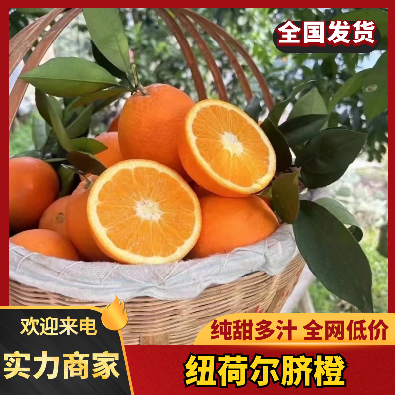 【湖北脐橙】纽荷尔脐橙现摘现发供应市场电商商超