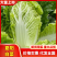 白菜（夏阳白菜）大量上市中，可供应全国，支持视频看货