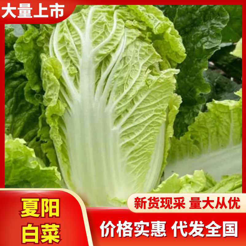 白菜（夏阳白菜）大量上市中，可供应全国，支持视频看货