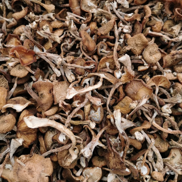 25年新货，东北榛蘑片，头茬草蘑