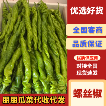 【实力推荐】山东青州螺丝椒产地一手货源品种规格齐全全国发货