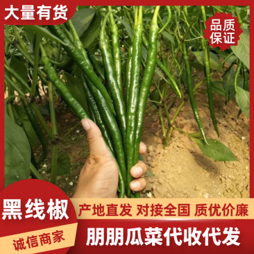 【大量上市】山东黑线椒产地直发一条龙服务量大从优批发市场