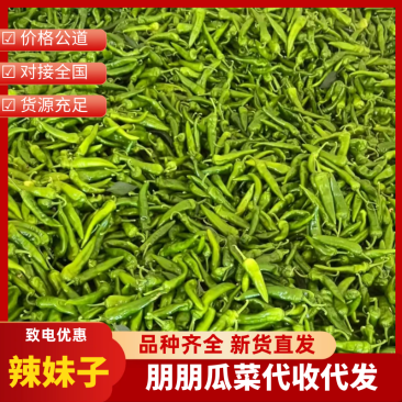 【保质保量】山东辣妹子鲜辣椒地头直发稳定供应市场批发电商
