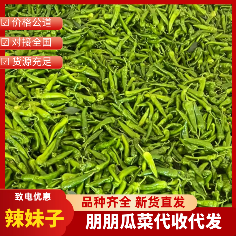 【保质保量】山东辣妹子鲜辣椒地头直发稳定供应市场批发电商