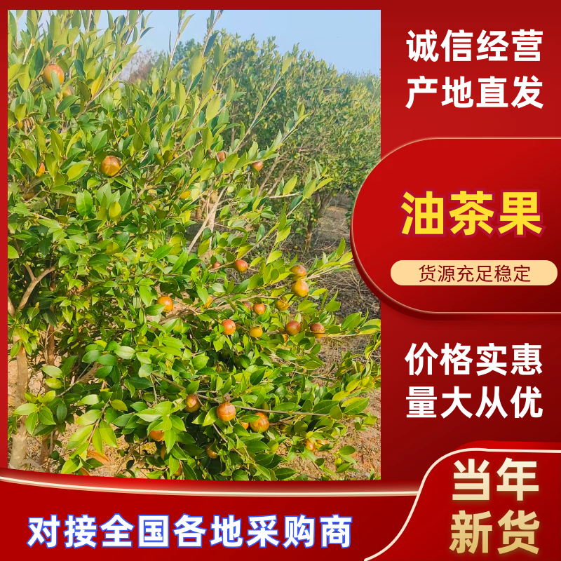 【油茶籽】湖南岳阳鲜油茶籽霜降果果形好无死果货量大皮薄
