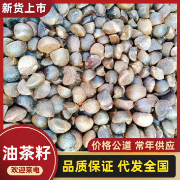 【油茶籽】湖南油茶籽干货无杂志自然晒干货量大全国接单全年有