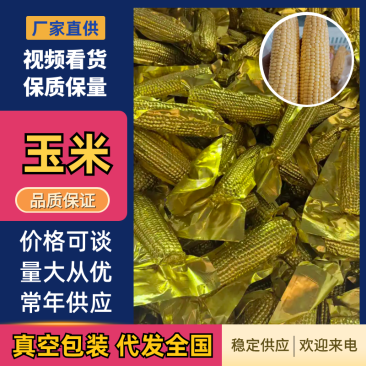 玉米真空糯玉米基地直发量大从优全国发货欢迎咨询